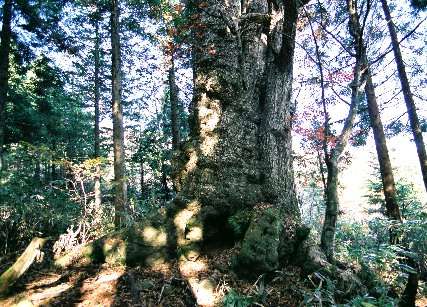 政板のミズナラ