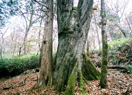 洗出天然林のミズナラ