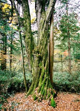 洗出天然林のミズナラ