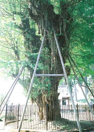 村山浅間神社のイチョウ