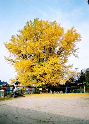 長楽寺のイチョウ