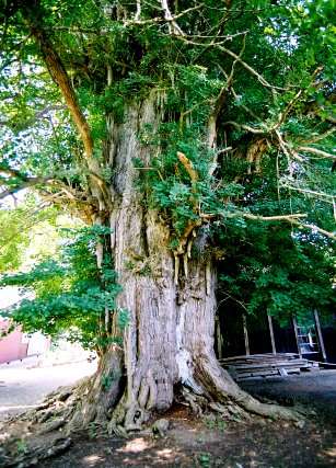 上大野の大イチョウ