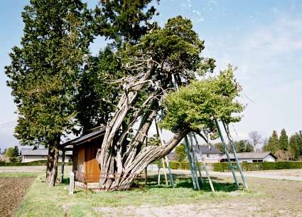 豊科のビャクシン