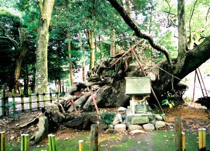 草薙神社の大楠