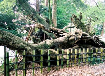 草薙神社の大楠