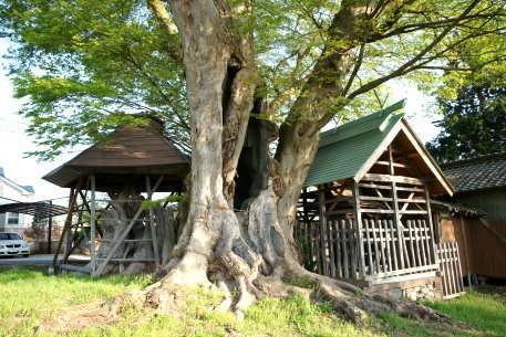 中屋敷熊野神社のケヤキ