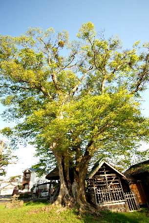 中屋敷熊野神社のケヤキ