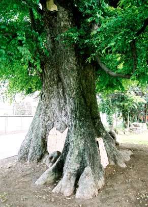有馬のハルニレ