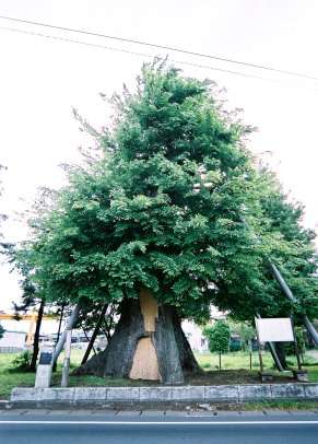 有馬のハルニレ