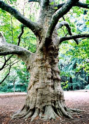 新宿御苑のプラタナス　No2
