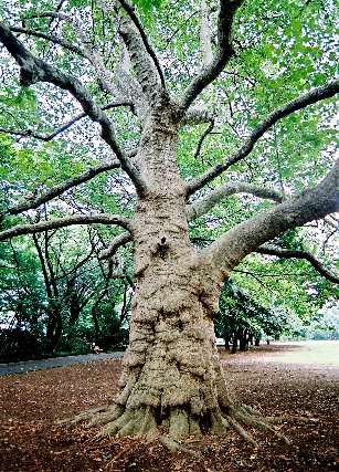 新宿御苑のプラタナス　No2