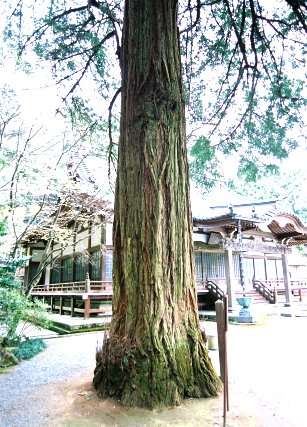 長泉院のセンペルセコイア