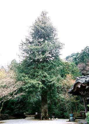 長泉院のセンペルセコイア