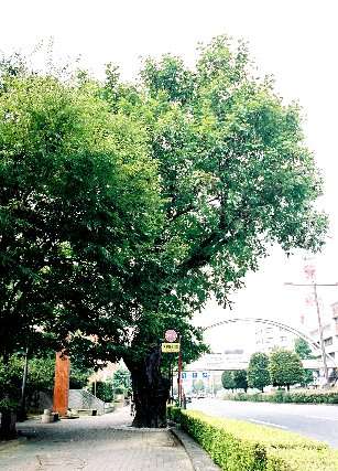 明徳町のシナサワグルミ