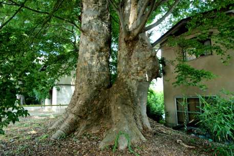 頤気神社のケヤキ