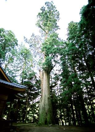 小俣白山神社の大杉