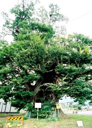 上町のケヤキ