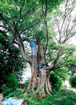 吉江家のケヤキ