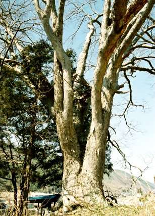 天竜界のケヤキ