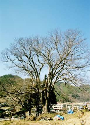 天竜界のケヤキ