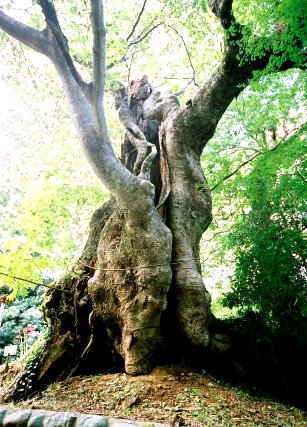 浜沢の大ケヤキ