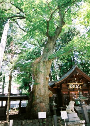 先ノ宮神社のケヤキ