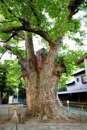 天皇子神社のケヤキ