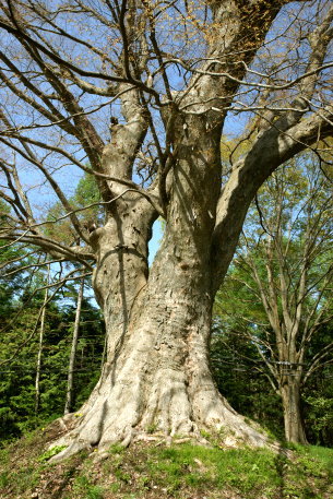 御射山神戸の一里塚のケヤキ