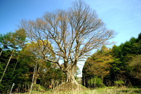 御射山神戸の一里塚のケヤキ