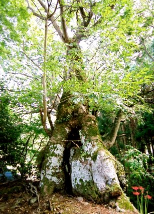 浜沢の大ケヤキ