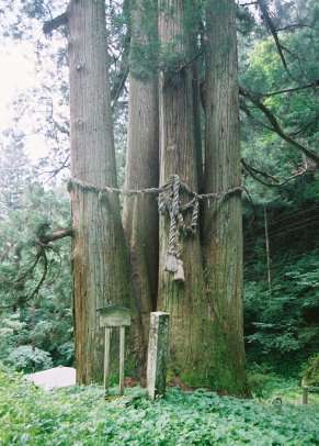 千光寺の五本スギ