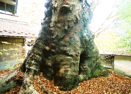 中村神明宮の大ケヤキ