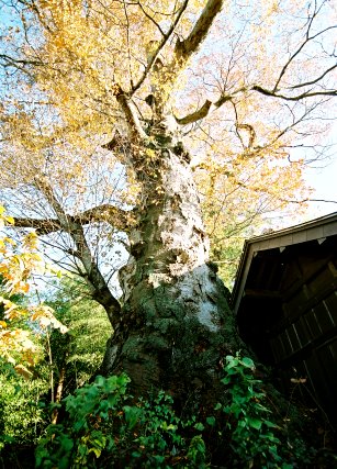 中村神明宮の大ケヤキ