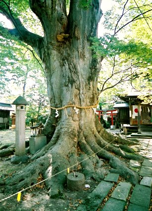 諏訪神社の大ケヤキ