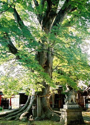 諏訪神社の大ケヤキ