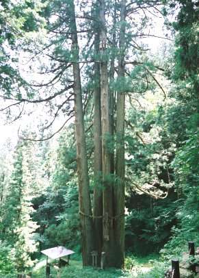 千光寺の五本スギ