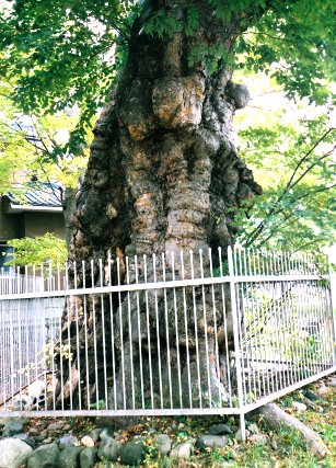 伊和神社のケヤキ　No2