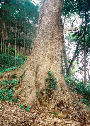 渡ケ島諏訪神社のクスノキ　No2