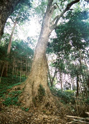 渡ケ島諏訪神社のクスノキ　No2