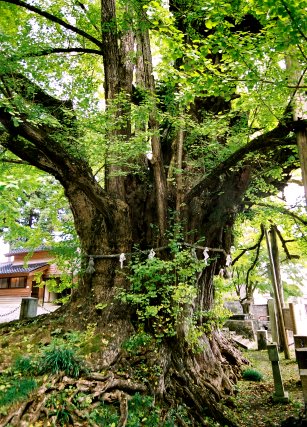 上日寺のイチョウ