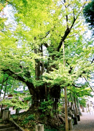 上日寺のイチョウ