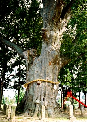 鳥出神社のケヤキ