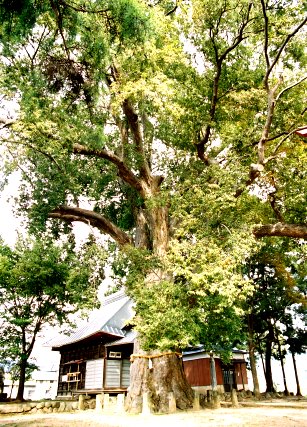 鳥出神社のケヤキ