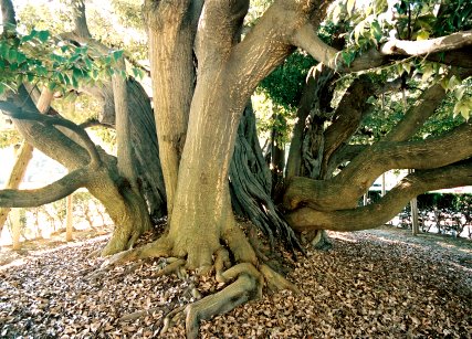 堂形のシイノキ_右
