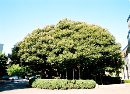 堂形のシイノキ_右