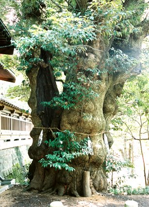 狭野神社のスダジイ