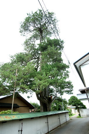 塚本のビャクシン