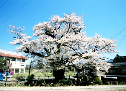 北殿のエドヒガン桜