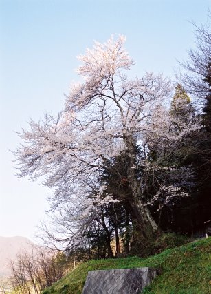 市の沢のヒガンザクラ