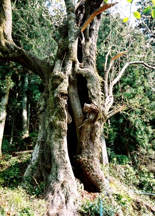 春日神明神社彼岸ザクラ